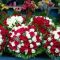 ss-florist-abhiramapuram-chennai-1q6z1sg